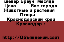 шевер Браун 2месяца › Цена ­ 200 - Все города Животные и растения » Птицы   . Краснодарский край,Краснодар г.